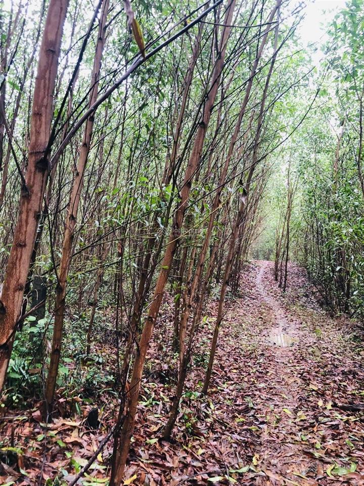 Rừng keo 7,5 hecta hoà phú, hoà vang, tp đà nẵng