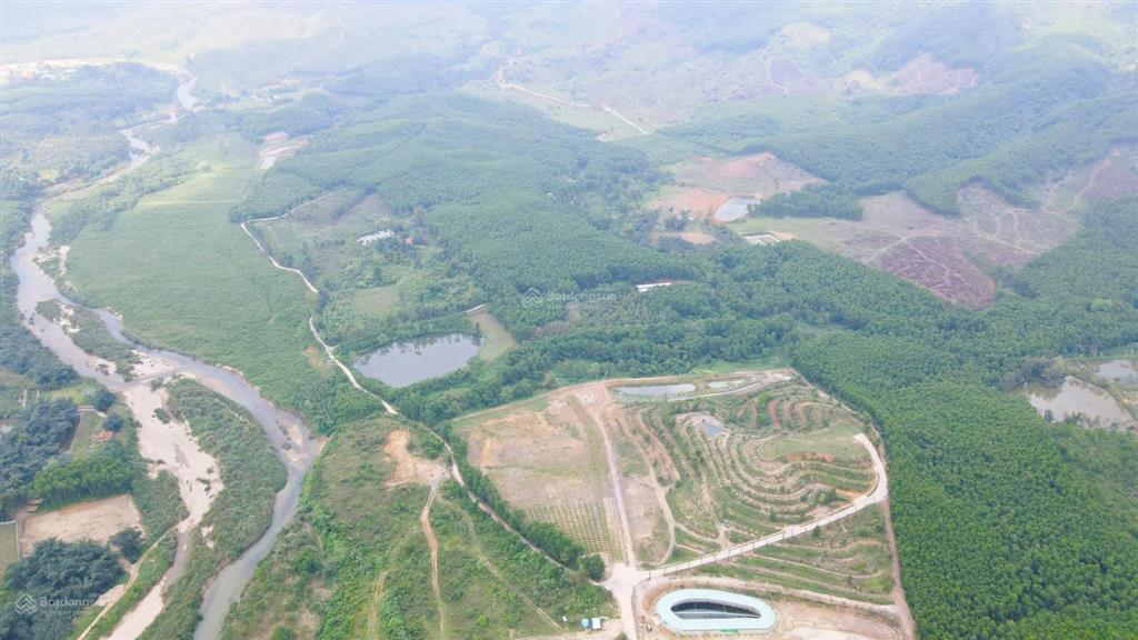 Rừng keo 7,5 hecta hoà phú, hoà vang, tp đà nẵng
