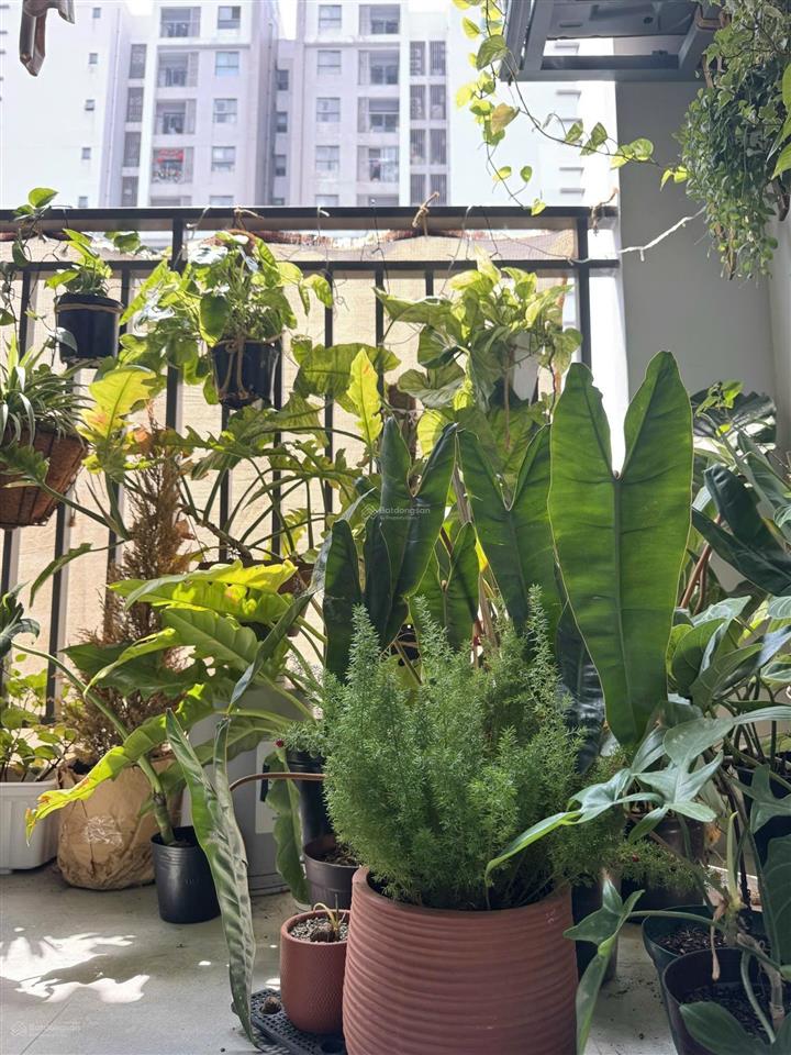 Cho thuê cc 66m2, 2pn, 2vs tại hoàng trọng mậu