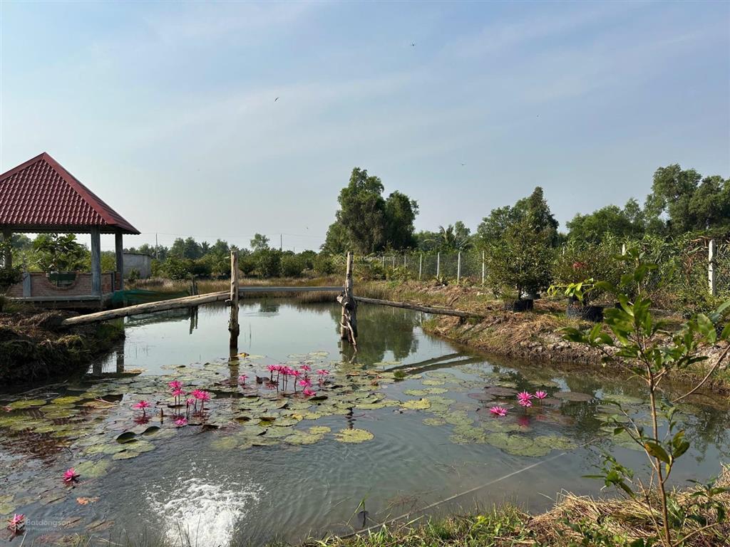 Bán nhà vuờn tại đt 816, thạnh hòa, bến lức, 4,99 tỷ, 2700m2, giá siêu hời