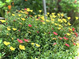 Bán đất mặt đường tỉnh lộ 87 tản lĩnh, ba vì . tp hà nội