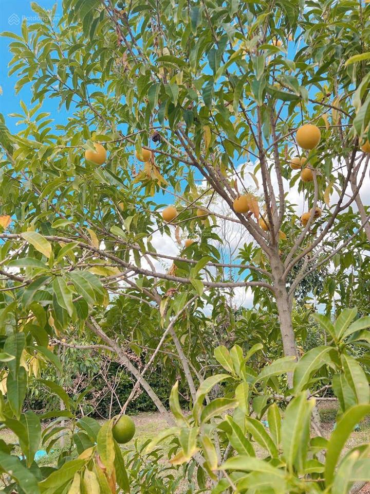 Chính chủ cắt lỗ cần bán gấp 591m2 sẵn vườn ăn trái tại mê linh  lâm hà, giá chỉ 2 tỷ 800