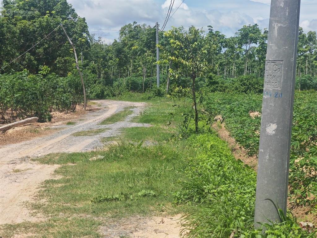 Đất mẫu hoà thạnh (cũ), nay là hoà hội, châu thành, tây ninh gần đường nhựa, xe oto tận đất, giá rẻ