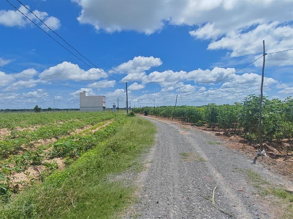 Đất mẫu hoà thạnh (cũ), nay là hoà hội, châu thành, tây ninh gần đường nhựa, xe oto tận đất, giá rẻ