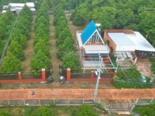 Chủ cần bán vườn bưởi 1546m2 thổ cư 100m2, ngon ngọt trĩu quả. 880tr