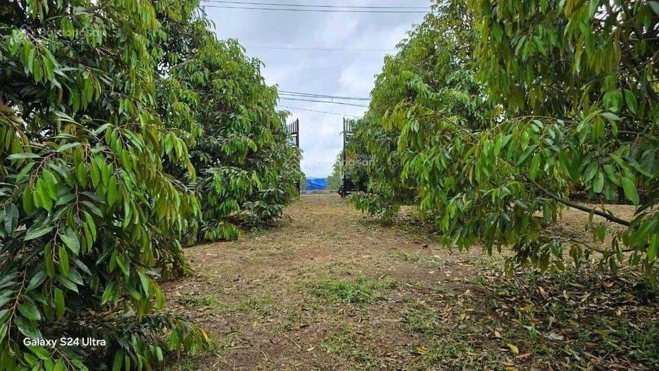 Chủ cần bán vườn bưởi 1546m2 thổ cư 100m2, ngon ngọt trĩu quả. 880tr