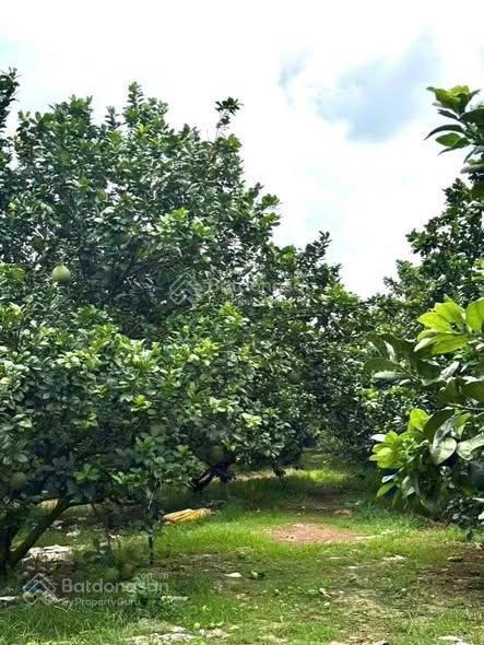 Bán lô đất vườn bưởi 2146m2 có sẵn thổ cư ngay bàu bàng, 1 sẹc ql13, thành phố hồ chí minh