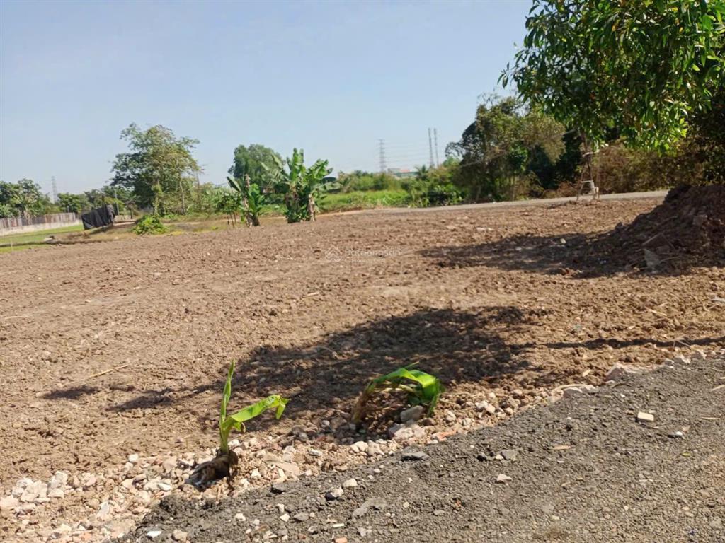Lô đất làm nhà vườn sổ riêng 10x50m đất trồng cây đường xe tải, trung đông  thới tam thôn