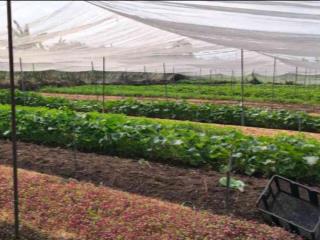 📍 L2659*  8.128m2 Đất ODT Sát KCN Vĩnh Lộc A - Giá 6x Tỷ Khan Hiếm!