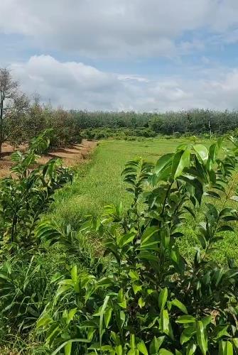 [L2682*] 1.8Ha Đất Trồng Sầu Riêng Sát Chợ Truông Mít - Giá 5.x Tỷ