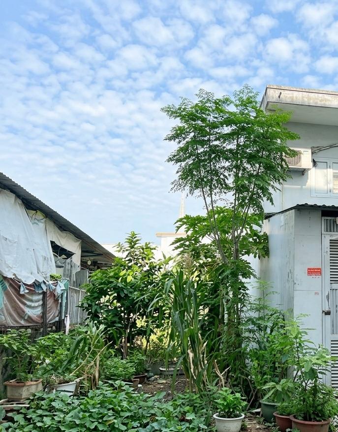 [L3037*] Đất Đ. 59 An Hội Tây, gần Chợ Thạch Đà, Giá 7.x Tỷ