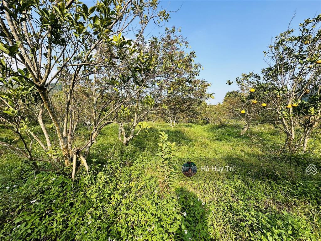 8179m2  1000m2 thổ cư  bám suối  cạnh an lạc trang  cách đường liên kết vùng 500m