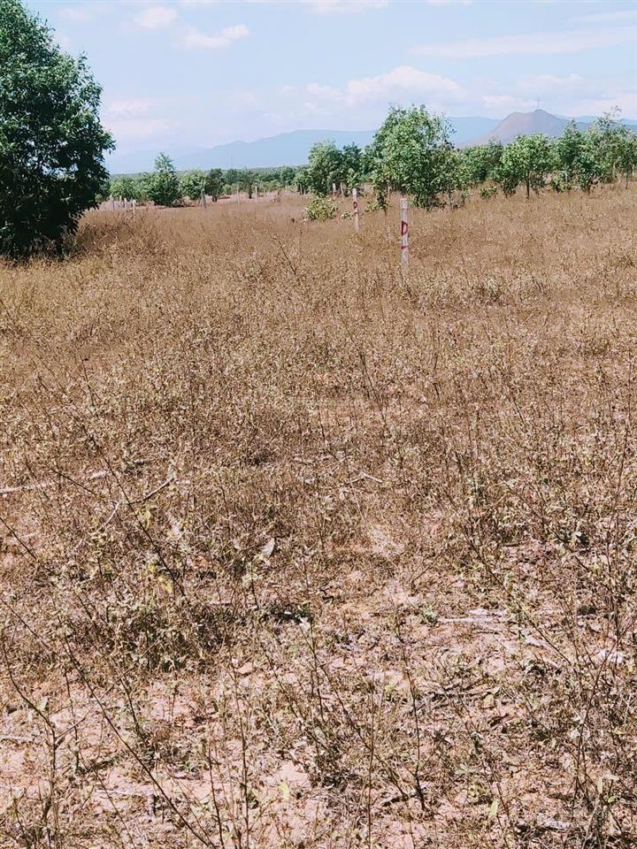 Bán đất sân bay phan thiết 3000m2, đ. 715 nay p. mũi né gần cổng số 3 sân bay 1,5km 5km đến biển