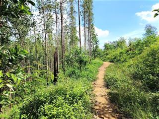 Bán 1,2ha đất rừng view đẹp xuân hòa, phú thọ