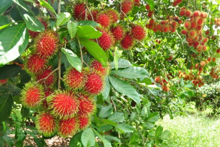 Vườn sầu riêng chôm chôm 2.000m2 ngay kcn dầu giây  mua là có dòng tiền ngay