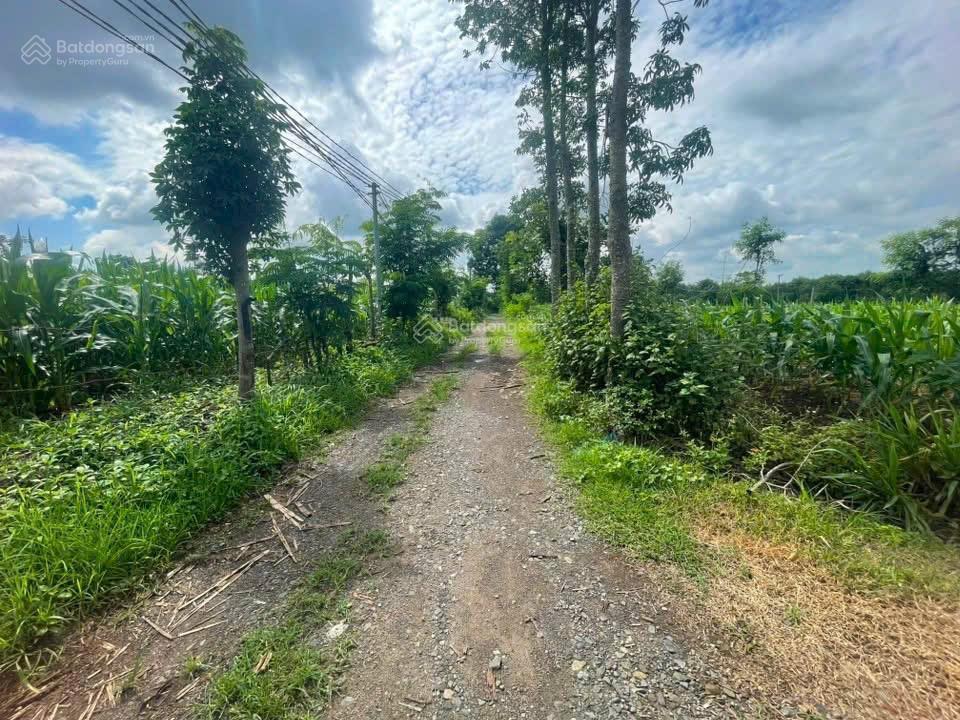 Chủ hạ giá 1 mẫu phủ hồng  giá rẻ