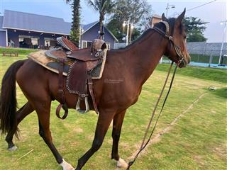 Bán hộ ông anh đi định cư  villa nghỉ dưỡng kiểu mỹ đồng nai  7000m2 chỉ 30 tỷ  chuẩn resort