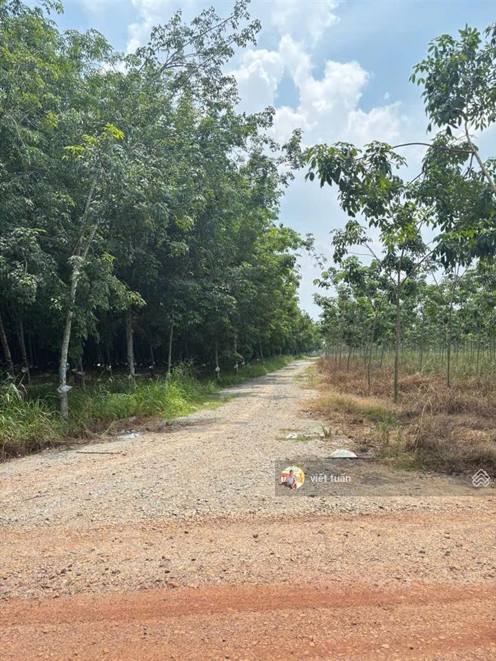 Bán đất tại tân định  tân uyên, 21 tỷ, 24000m2, giá cực chất