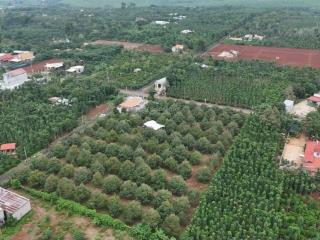 Bán mảnh đất vườn sầu riêng nằm trên tuyến đường chính liên xã kim long, quảng thành