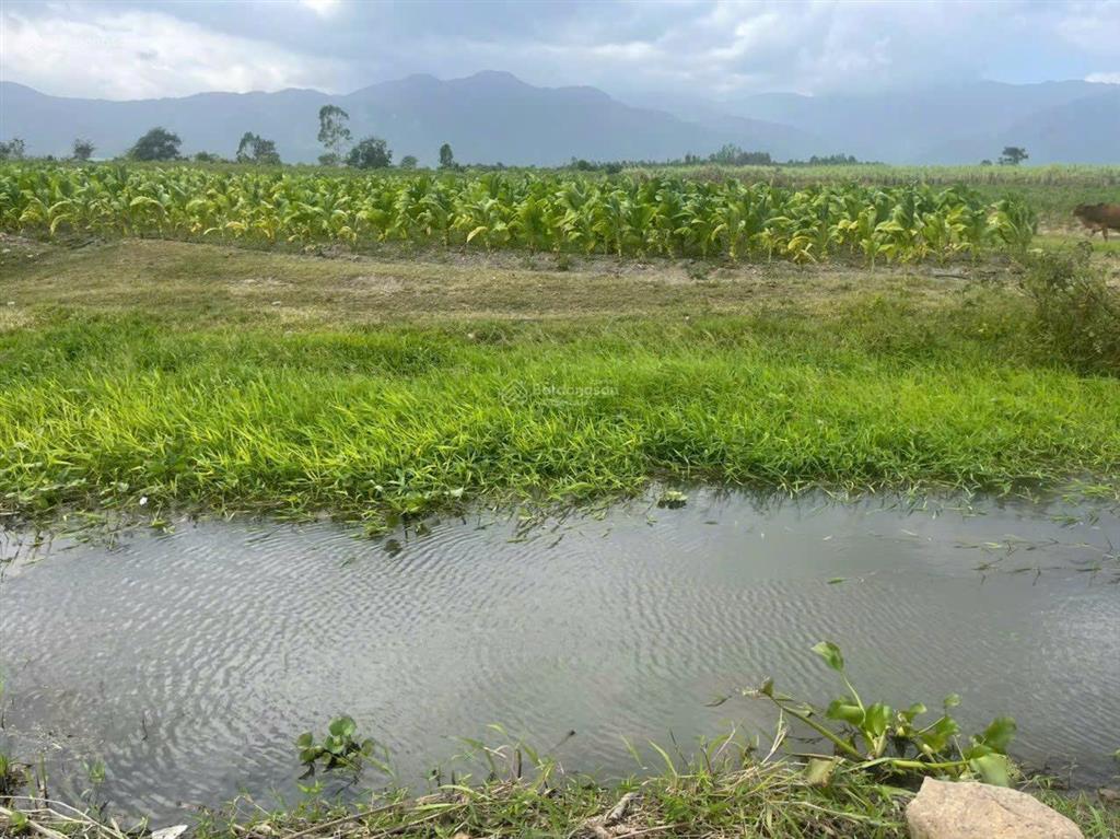 Chính chủ cần bán đất vườn thổ cư ninh hòa phù hợp chia 2 lô