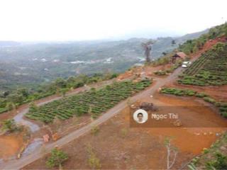 Cần bán gấp mảnh vườn gia đình, diện tích 15.000m2, đang trồng cà phê, giá cực kỳ rẻ