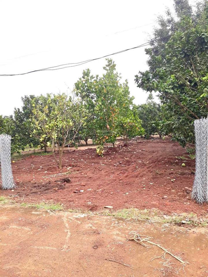 Bán vườn trái cây 5500m2, đường betong  0945 899 ***