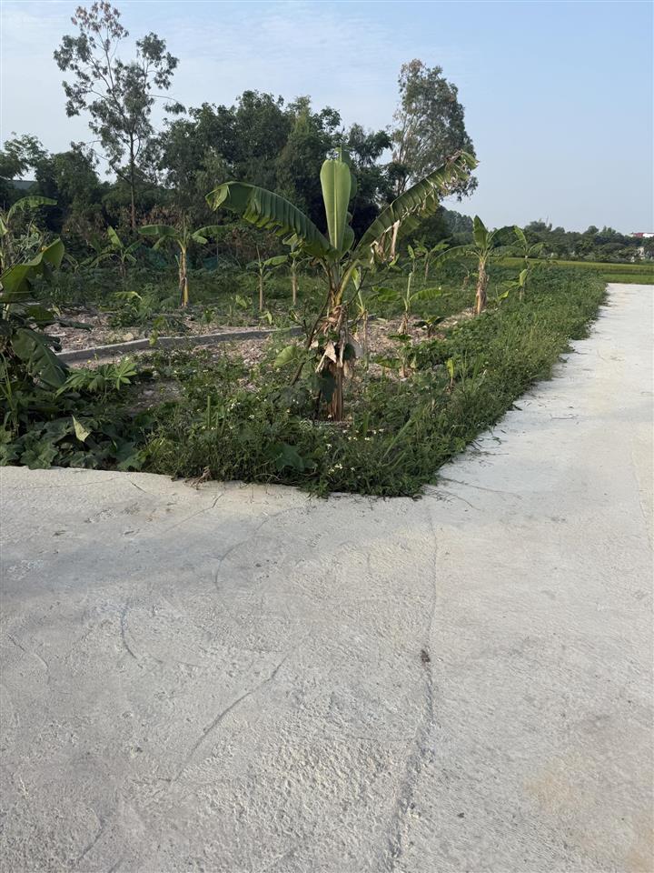 Bán nền đất góc tại đoan bái hiệp hoà, view cánh đồng cách trục liên huyện chỉ 300m