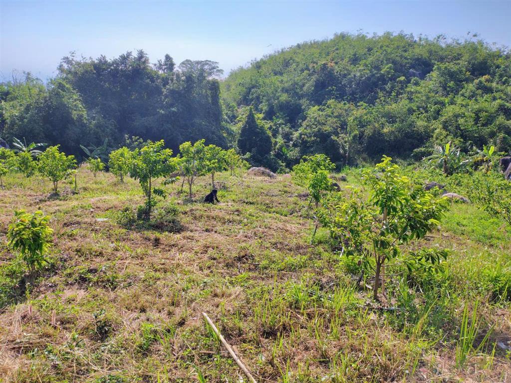 Bán khu vườn view biển bãi dài