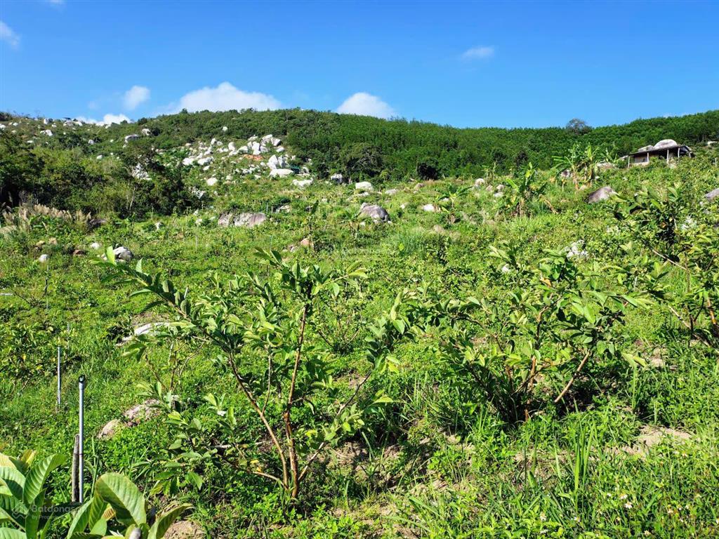 Bán khu vườn view biển bãi dài