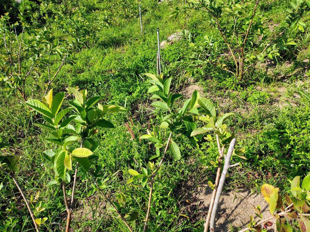 Bán khu vườn view biển bãi dài