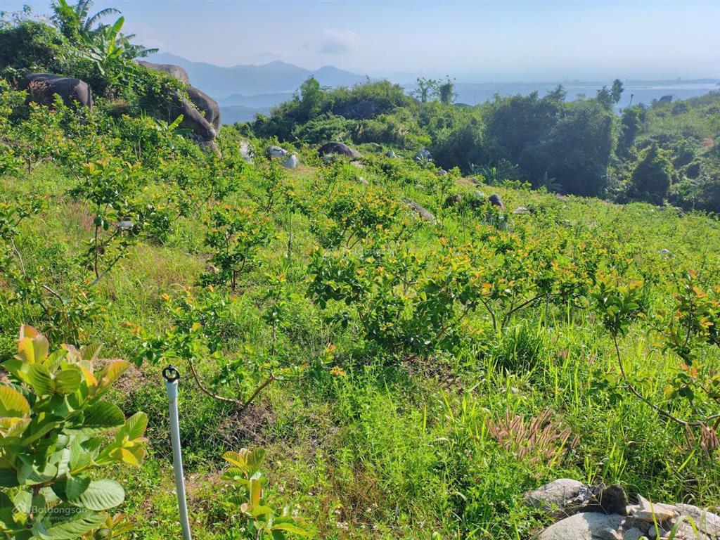 Bán khu vườn view biển bãi dài