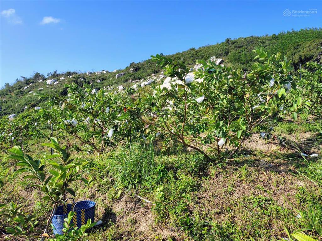 Bán khu vườn view biển bãi dài