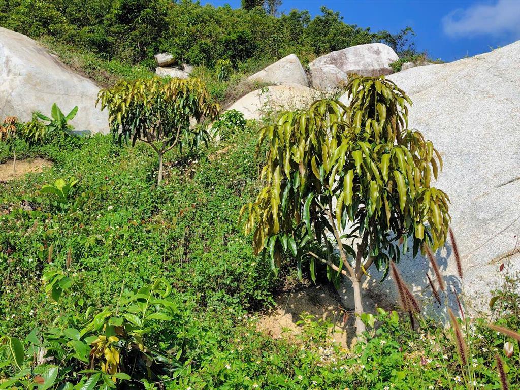 Bán khu vườn view biển bãi dài