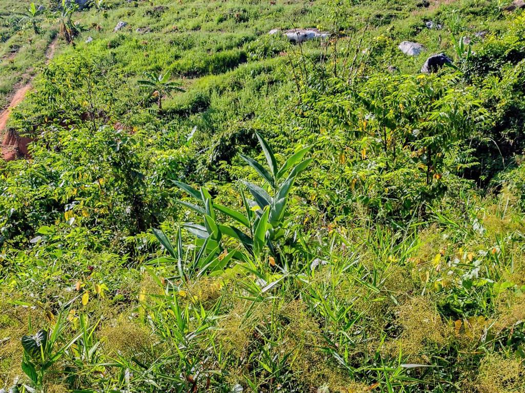 Bán khu vườn view biển bãi dài