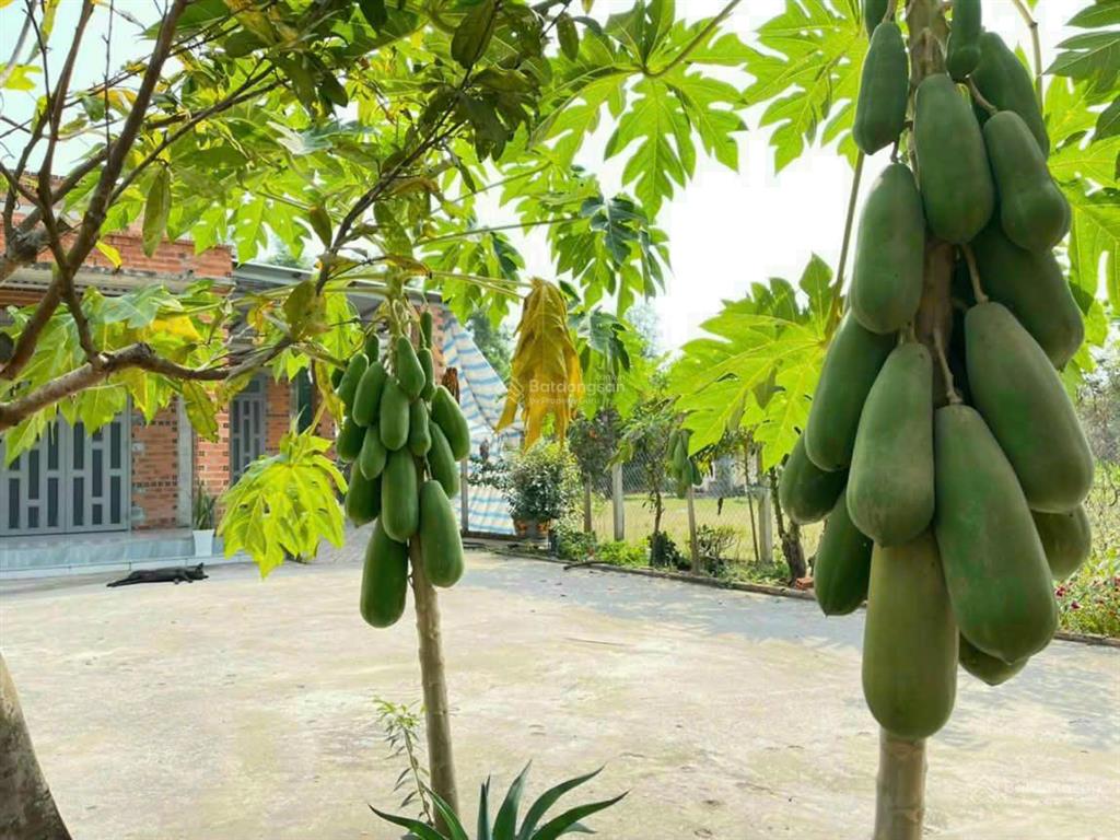 Bán đất tặng nhà vườn tại trảng bàng, ngay thị ủy, 300m², shr, 850tr