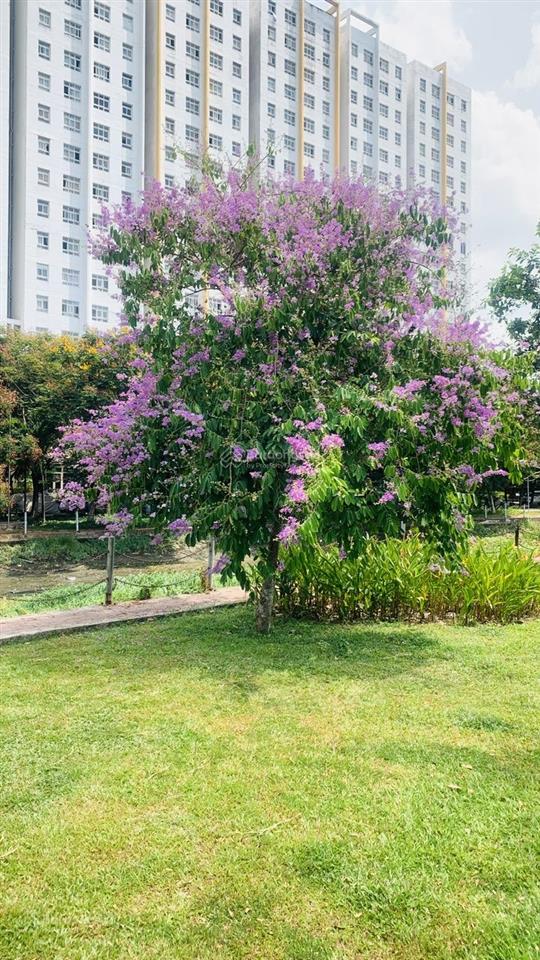 Cho thuê căn hộ sunview town giá rẻ 6,8trđ 2pn2wc công viên hồ bơi