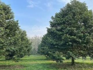 30 ha trồng full sầu riêng tại gia lai