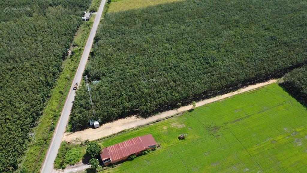 Bán đất cao su hơn 1,1 ha gần vinamilk resort tây ninh