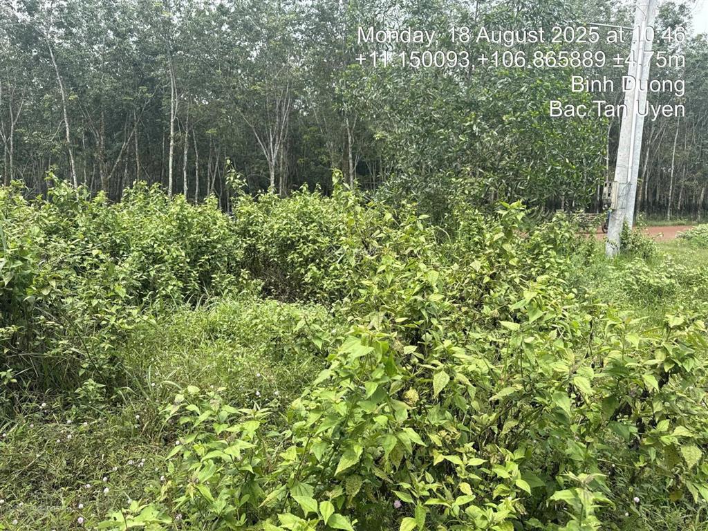 Bán đất tại tt tân thành, h bắc tân uyên, t bình dương (nay là x bắc tân uyên, tp hồ chí minh)