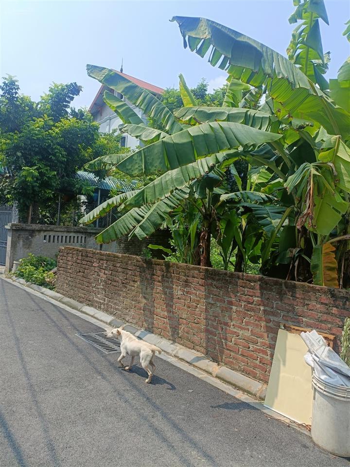 Lô góc võng la 226m² mt gần 9m 10 phút tới hồ tây