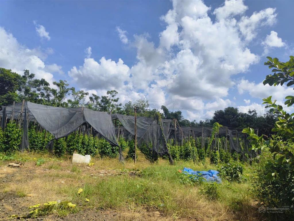 Bán gấp 2 sào 4 (2450m2) kế bên khu công nghiệp nhật  hàn, dân cư đông