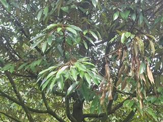 Bán gấp mảnh vườn 3 sào 6, giá 250 triệu dân cư hiện hữu, sổ hổng riêng