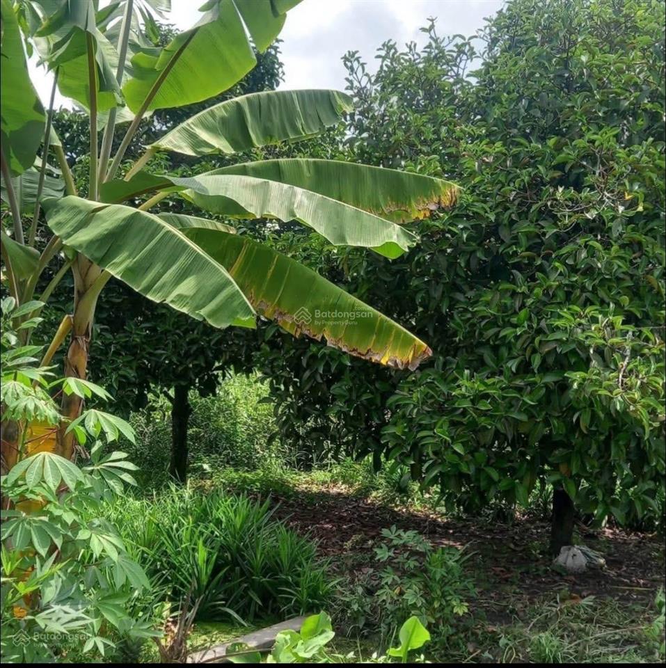 Cần sang nhượng mảnh vườn 2 sào 3 (2392m), dân cư đông, gần khu công nghiệp bình phước.