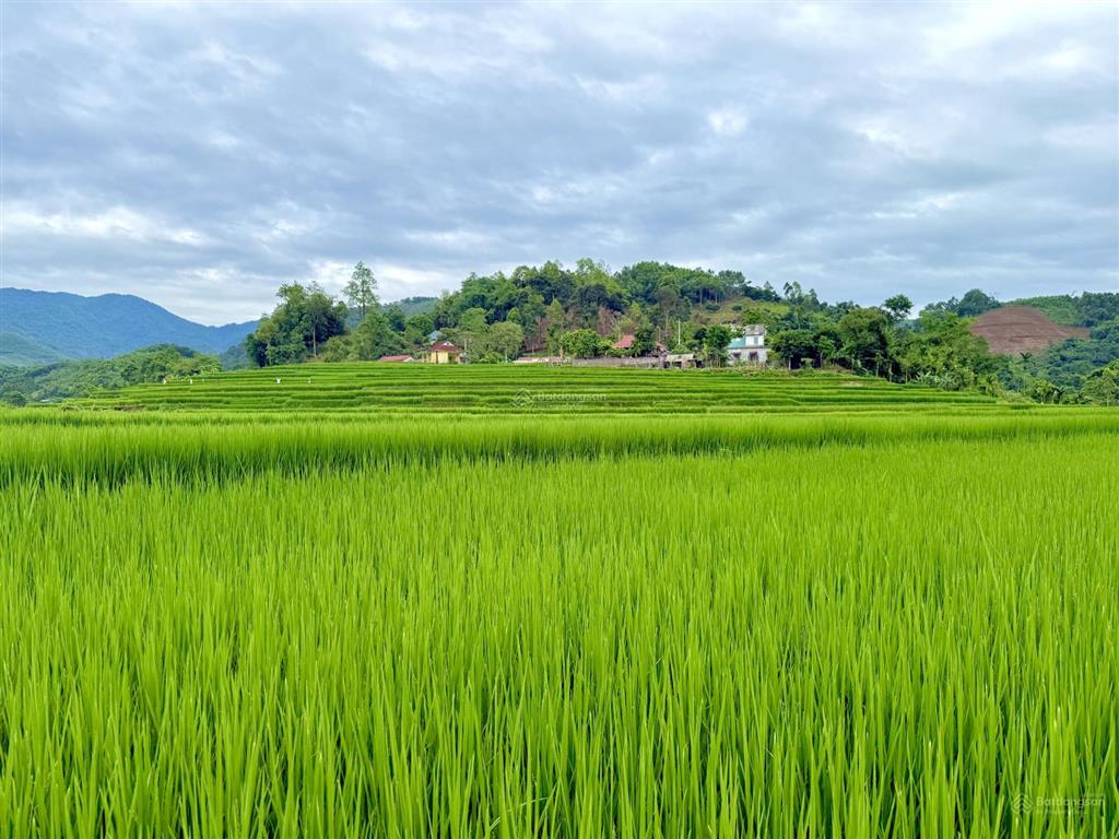 Đất 1060m, 400m thổ cư gần suối, view ruộng bậc thang tại cao phong, hoà bình