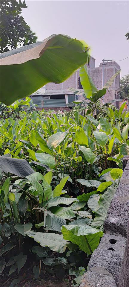 Chính chủ cần bán gấp lô đất 210m2 lô góc thoáng 3 mặt tiền ô tô tránh vào đất. ngay cạnh nhà văn