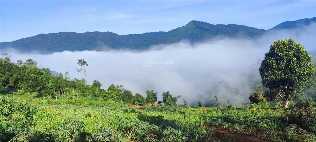 Lô đất siêu phẩm săn mây khu 37 hộ  măng đen, diện tích 6900m2