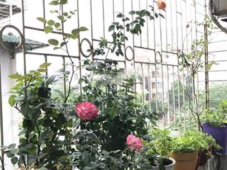 Bán bán nhà riêng tại hoàng quốc việt, nghĩa đô, cầu giấy, hà nội, 8,2 tỷ, 40m2 đẹp, nhiều tiện ích