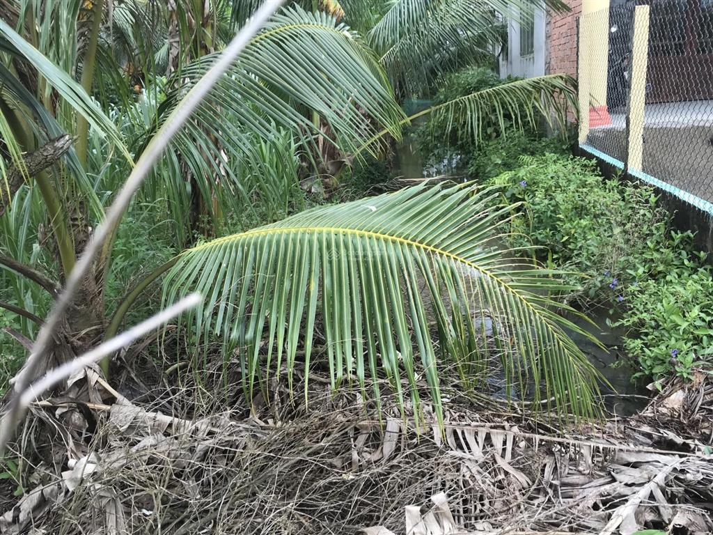 Bán đất đẹp tại xã tam hiệp, châu thành, tiền giang