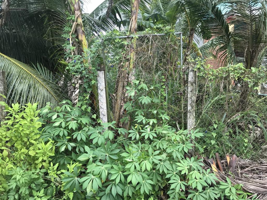 Bán đất đẹp tại xã tam hiệp, châu thành, tiền giang