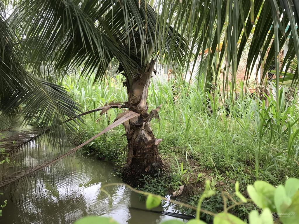 Bán đất đẹp tại xã tam hiệp, châu thành, tiền giang